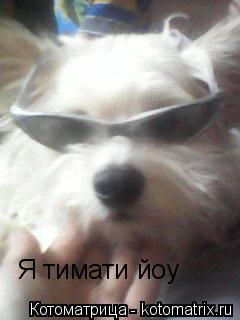 Я тимати йоу... Котоматрица: Я тимати йоу