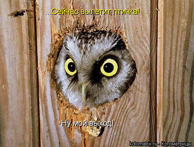 Котоматрица: ...Сейчас вылетит птичка! Ну мой выход!