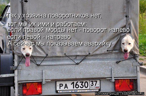 Так у хозяина поворотников нет, вот мы их ими и работаем: если правой морды нет - поворот налево е... Котоматрица: Так у хозяина поворотников нет, вот мы их ими и работаем: если правой морды нет - поворот налево если левой - направо А сейчас мы показываем