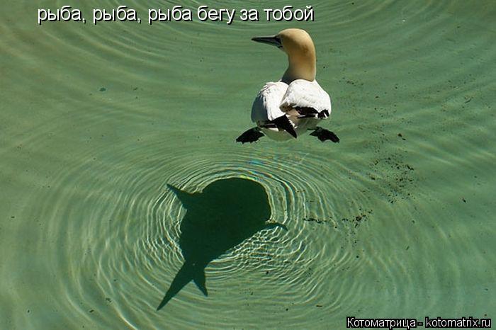 рыба, рыба, рыба бегу за тобой... Котоматрица: рыба, рыба, рыба бегу за тобой