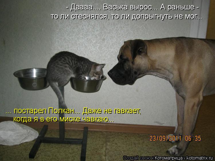 - Даааа.... Васька вырос... А раньше - то ли стеснялся, то ли допрыгнуть не мог... ... постарел Полк... Котоматрица: - Даааа.... Васька вырос... А раньше - то ли стеснялся, то ли допрыгнуть не мог... ... постарел Полкан... Даже не гавкает, когда я в его миске чавкаю..