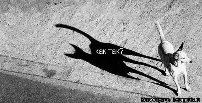 как так?... Котоматрица: как так?