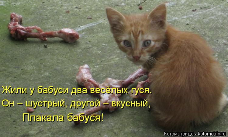 Котоматрица: Жили у бабуси два весёлых гуся. Он – шустрый, другой – вкусный, Плакала бабуся!