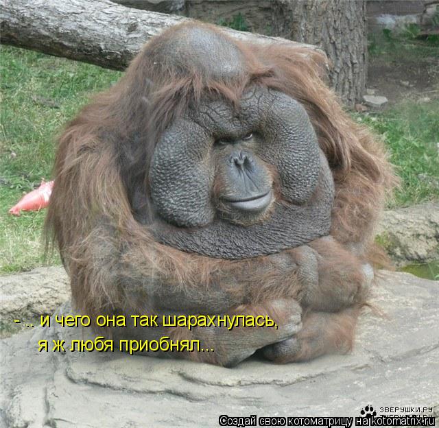 - .. и чего она так шарахнулась, я ж любя приобнял...... Котоматрица: - .. и чего она так шарахнулась, я ж любя приобнял...