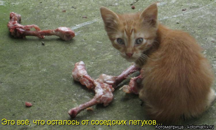 Это всё, что осталось от соседских петухов...... Котоматрица: Это всё, что осталось от соседских петухов...