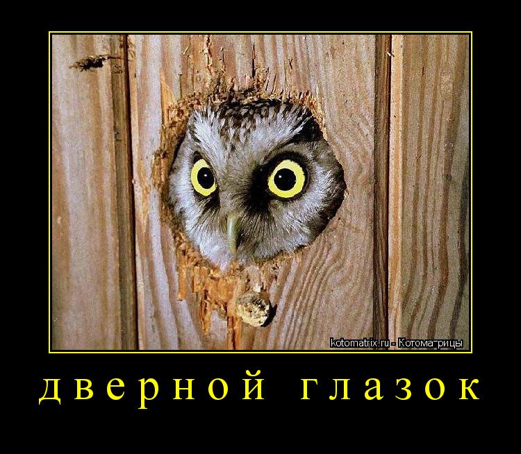 Котоматрица: дверной глазок 