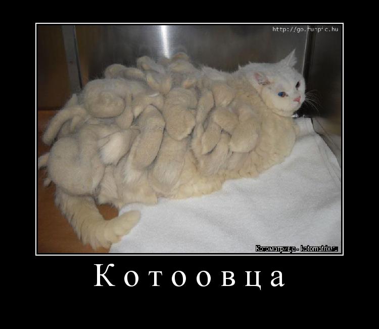Котоовца ... Котоматрица: Котоовца