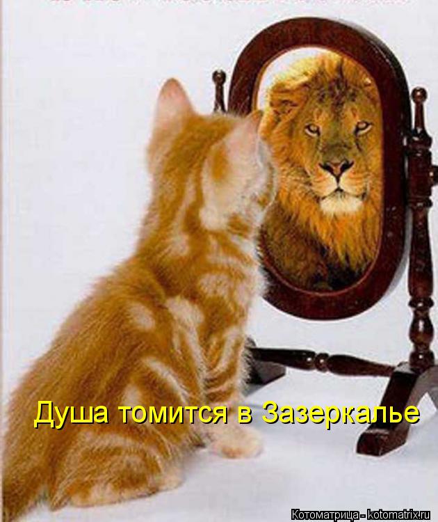 Душа томится в Зазеркалье... Котоматрица: Душа томится в Зазеркалье