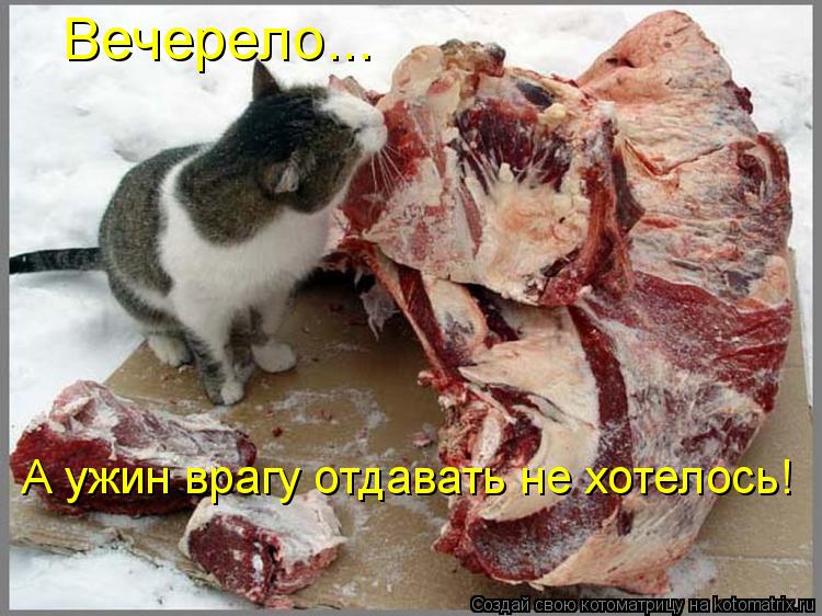 Котоматрица: Вечерело... А ужин врагу отдавать не хотелось!