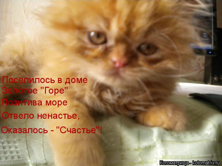 Поселилось в доме Золотое "Горе" Позитива море Отвело ненастье, Оказалось - "Счастье"!... Котоматрица: Поселилось в доме Золотое "Горе" Позитива море Отвело ненастье, Оказалось - "Счастье"!