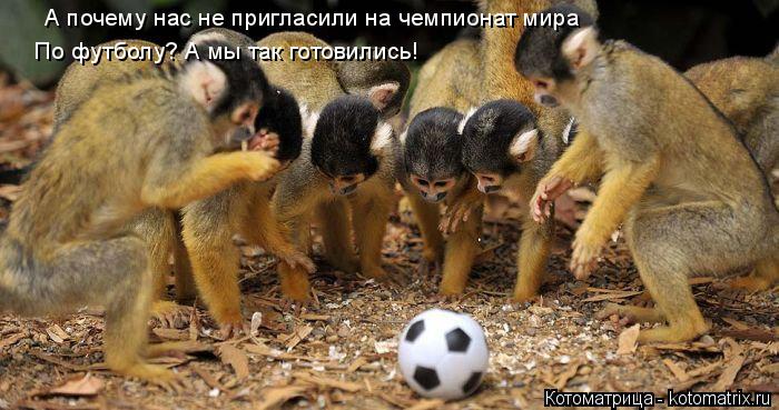 А почему нас не пригласили на чемпионат мира По футболу? А мы так готовились!... Котоматрица: А почему нас не пригласили на чемпионат мира По футболу? А мы так готовились!