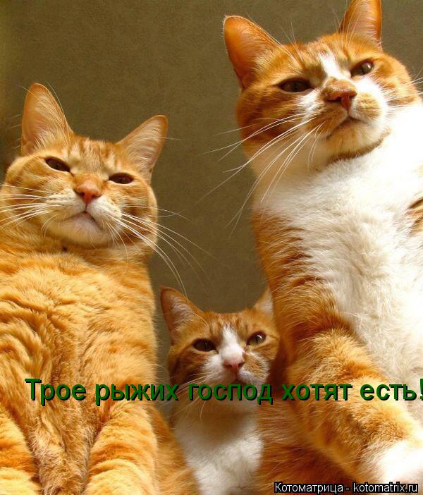 Трое рыжих господ хотят есть!... Котоматрица: Трое рыжих господ хотят есть!