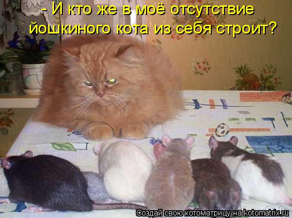 - И кто же в моё отсутствие йошкиного кота из себя строит?... Котоматрица: - И кто же в моё отсутствие йошкиного кота из себя строит?