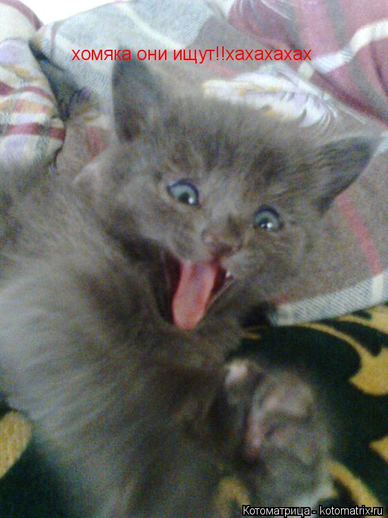 хомяка они ищут!!хахахахах... Котоматрица: хомяка они ищут!!хахахахах