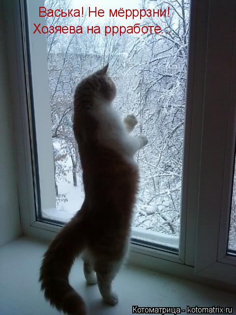 Хозяева на ррработе... Васька! Не мёрррзни!... Котоматрица: Хозяева на ррработе... Васька! Не мёрррзни!