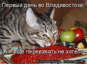 Первый день во Владивостоке А я еще переезжать не хотел!... Котоматрица: Первый день во Владивостоке А я еще переезжать не хотел!
