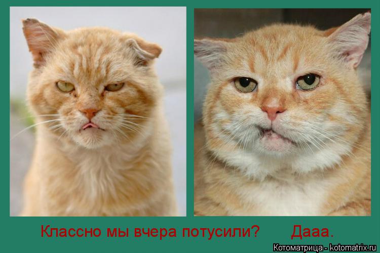 Классно мы вчера потусили? Дааа.... Котоматрица: Классно мы вчера потусили? Дааа.
