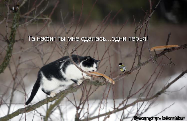 Котоматрица: Та нафиг ты мне сдалась...одни перья!