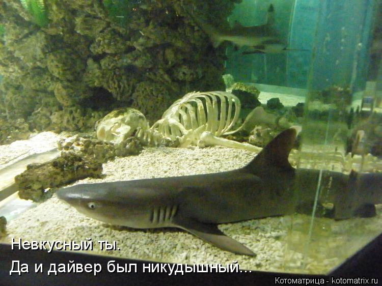 Невкусный ты. Да и дайвер был никудышный...... Котоматрица: Невкусный ты. Да и дайвер был никудышный...