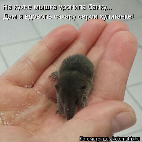 Котоматрица: На кухне мышка уронила банку... Дам я вдоволь сахару серой хулиганке!