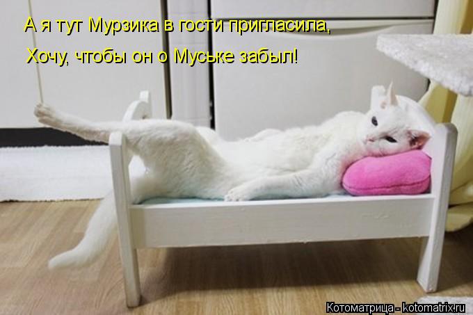 А я тут Мурзика в гости пригласила, Хочу, чтобы он о Муське забыл!... Котоматрица: А я тут Мурзика в гости пригласила, Хочу, чтобы он о Муське забыл!