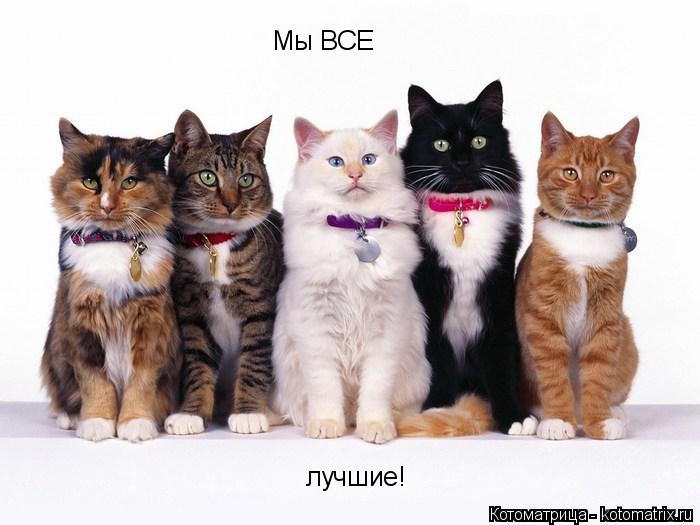Котоматрица: Мы ВСЕ лучшие!
