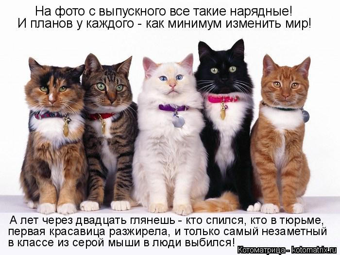 На фото с выпускного все такие нарядные! И планов у каждого - как минимум изменить мир! А лет через д... Котоматрица: На фото с выпускного все такие нарядные! И планов у каждого - как минимум изменить мир! А лет через двадцать глянешь - кто спился, кто в тюрьме
