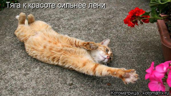 Тяга к красоте сильнее лени... Котоматрица: Тяга к красоте сильнее лени