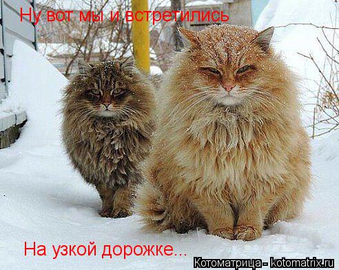 Ну вот мы и встретились На узкой дорожке...... Котоматрица: Ну вот мы и встретились На узкой дорожке...