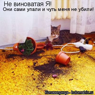 Не виноватая Я! Они сами упали и чуть меня не убили!... Котоматрица: Не виноватая Я! Они сами упали и чуть меня не убили!