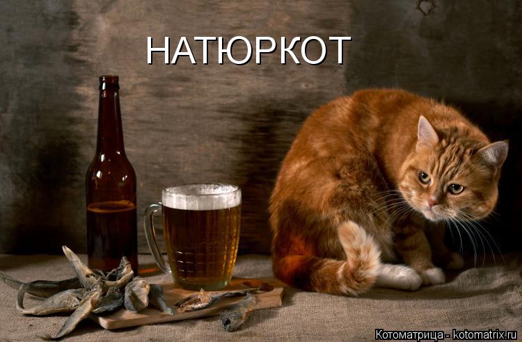 Котоматрица: НАТЮРКОТ