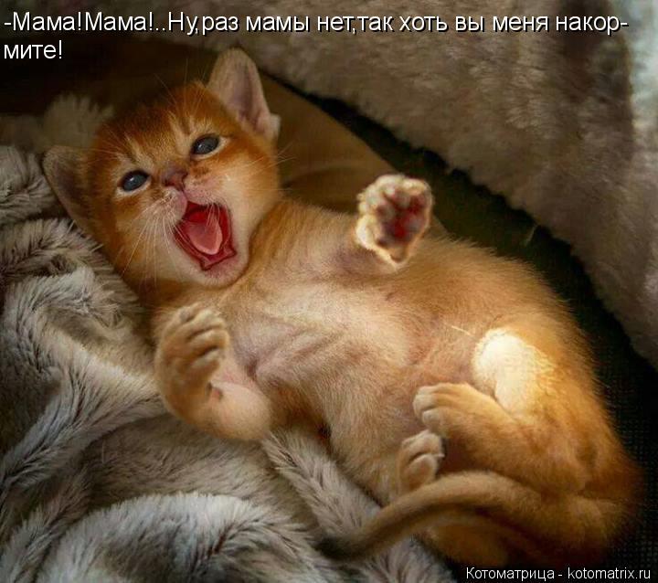 -Мама!Мама!..Ну,раз мамы нет,так хоть вы меня накор- мите!... Котоматрица: -Мама!Мама!..Ну,раз мамы нет,так хоть вы меня накор- мите!