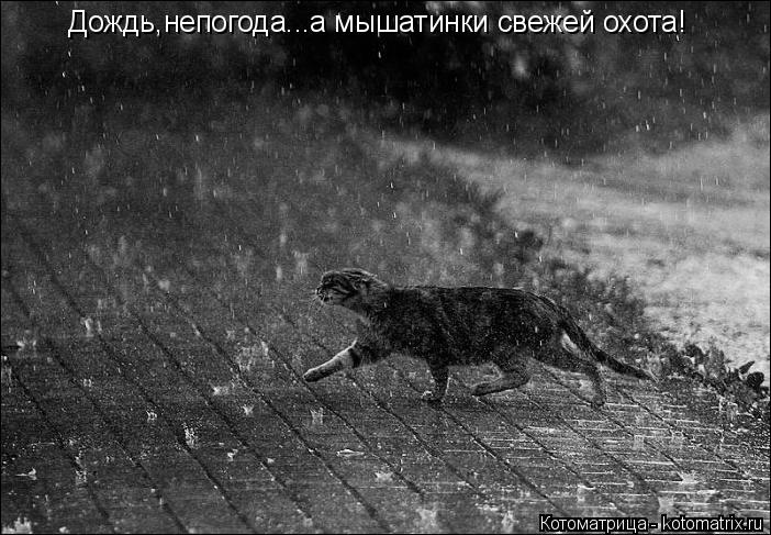 Котоматрица: Дождь,непогода...а мышатинки свежей охота!