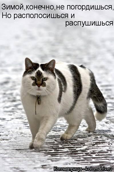 Зимой,конечно,не погордишься, Но располосишься и распушишься... Котоматрица: Зимой,конечно,не погордишься, Но располосишься и распушишься