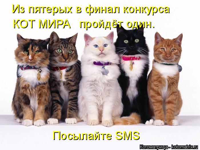Из пятерых в финал конкурса КОТ МИРА пройдёт один. Посылайте SMS... Котоматрица: Из пятерых в финал конкурса КОТ МИРА пройдёт один. Посылайте SMS