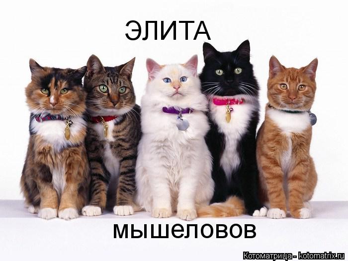 Котоматрица: ЭЛИТА мышеловов