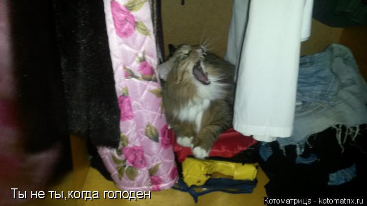 Ты не ты,когда голоден... Котоматрица: Ты не ты,когда голоден
