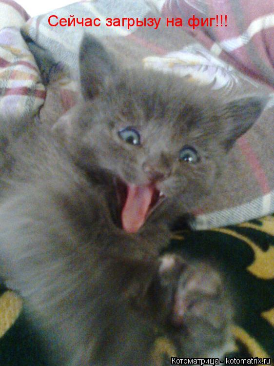 Сейчас загрызу на фиг!!!... Котоматрица: Сейчас загрызу на фиг!!!