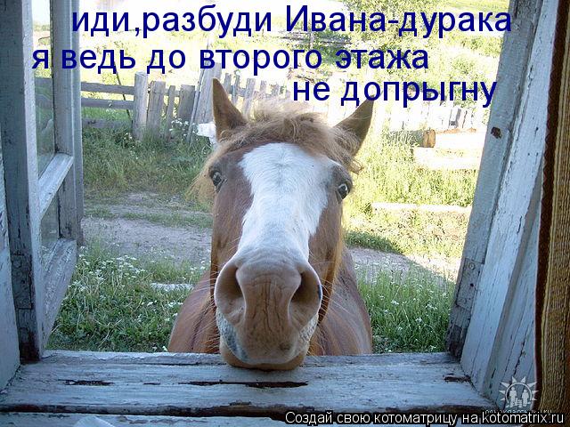 Котоматрица: иди,разбуди Ивана-дурака  я ведь до второго этажа  не допрыгну