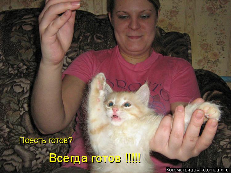 Поесть готов? Всегда готов !!!!!... Котоматрица: Поесть готов? Всегда готов !!!!!