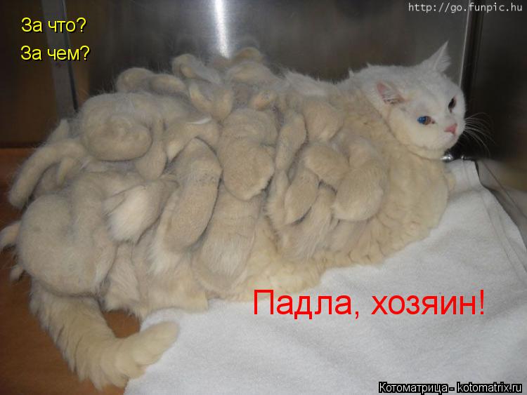 За что? За чем? Падла, хозяин!... Котоматрица: За что? За чем? Падла, хозяин!