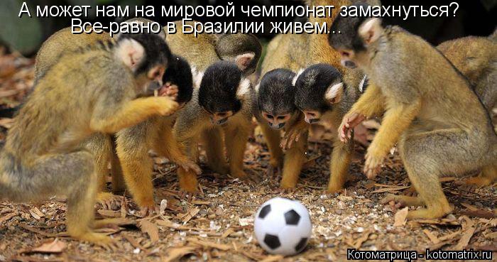 Котоматрица: А может нам на мировой чемпионат замахнуться? Все-равно в Бразилии живем...