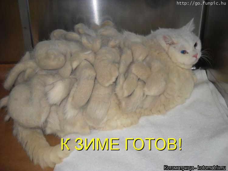 К ЗИМЕ ГОТОВ!... Котоматрица: К ЗИМЕ ГОТОВ!