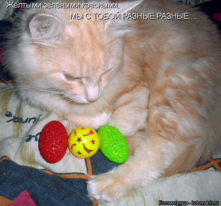 Жёлтыми,зелёными,красными, МЫ С ТОБОЙ РАЗНЫЕ,РАЗНЫЕ....... Котоматрица: Жёлтыми,зелёными,красными, МЫ С ТОБОЙ РАЗНЫЕ,РАЗНЫЕ....