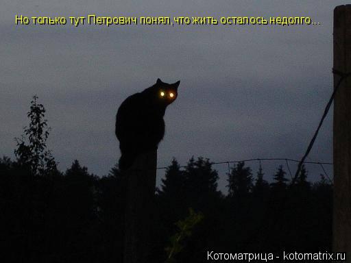Но только тут Петрович понял,что жить осталось недолго...... Котоматрица: Но только тут Петрович понял,что жить осталось недолго...
