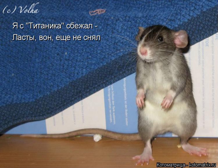 Ласты, вон, еще не снял Я с "Титаника" сбежал -... Котоматрица: Ласты, вон, еще не снял Я с "Титаника" сбежал -