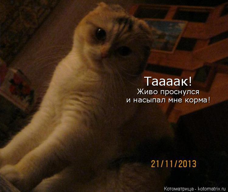 Таааак! Живо проснулся и насыпал мне корма!... Котоматрица: Таааак! Живо проснулся и насыпал мне корма!