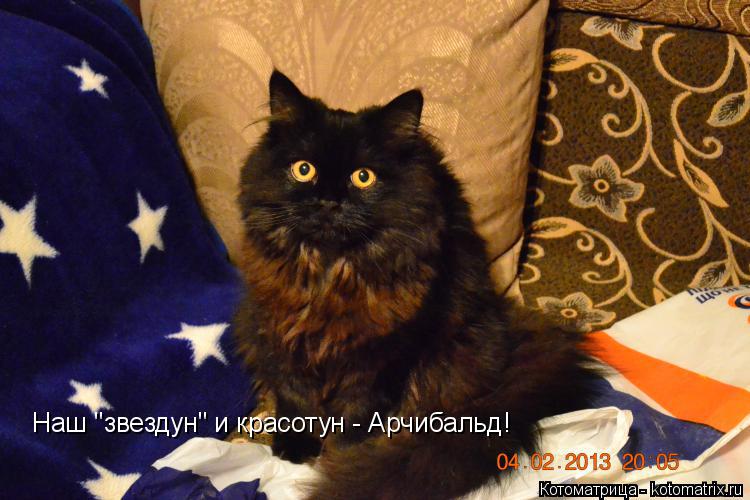 Наш "звездун" и красотун - Арчибальд!... Котоматрица: Наш "звездун" и красотун - Арчибальд!