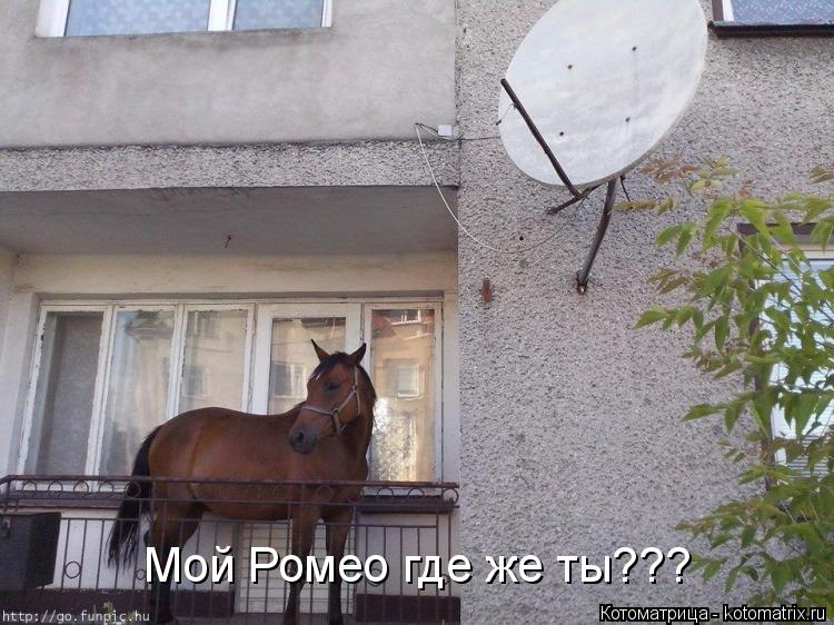 Мой Ромео где же ты???... Котоматрица: Мой Ромео где же ты???