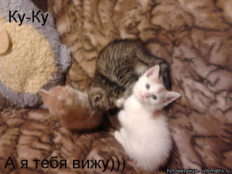 Ку-Ку А я тебя вижу)))... Котоматрица: Ку-Ку А я тебя вижу)))
